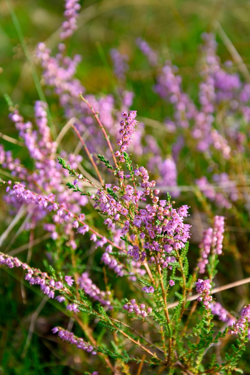 a close up of purple flowers in a field