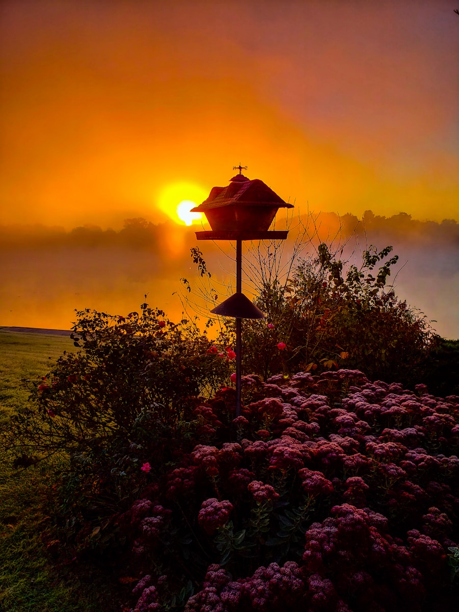 the sun is setting over a field of flowers