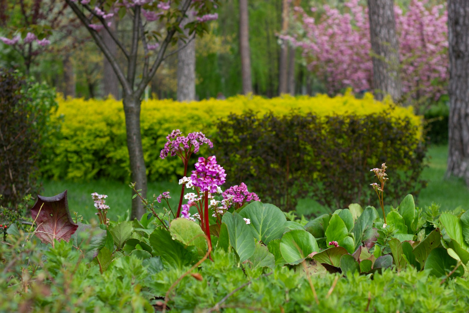 a purple flower is in the middle of a garden